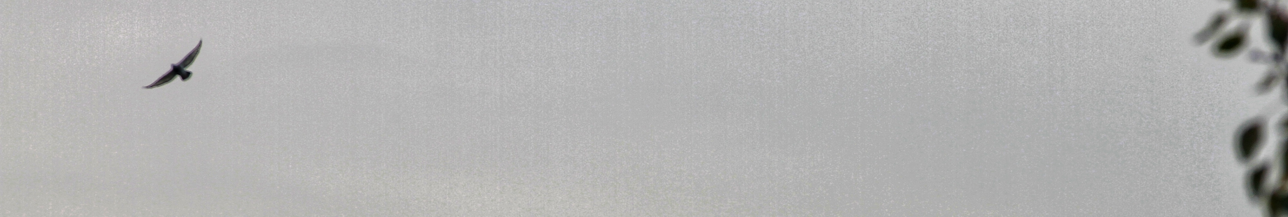 Header scene